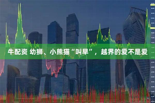 牛配资 幼狮、小熊猫“叫早”，越界的爱不是爱
